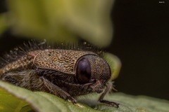 Acmaeodera cuprina