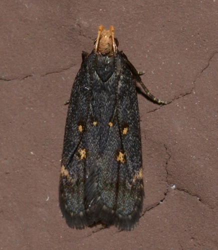 Dichomeris agonia photo 3