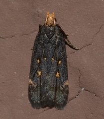 Dichomeris agonia