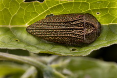 Acmaeodera cuprina