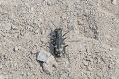 Cicindela senilis