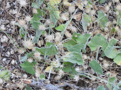 Calystegia malacophylla