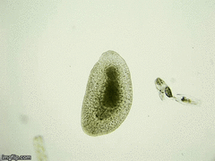 Macrostomum
