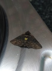 Pericyma cruegeri
