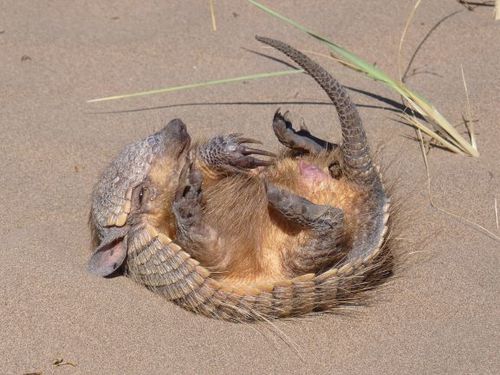 Screaming Hairy Armadillo