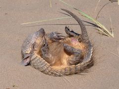 Chaetophractus vellerosus