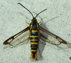 Synanthedon arkansasensis