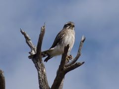 Spiziapteryx circumcincta