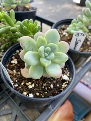 Sedum clavatum