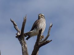 Spiziapteryx circumcincta