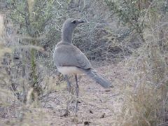Chunga burmeisteri