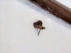 Targalla subocellata