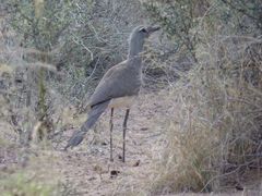 Chunga burmeisteri
