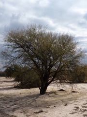 Prosopis flexuosa