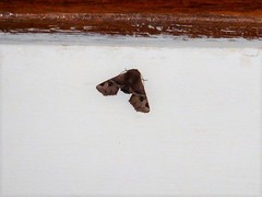 Targalla subocellata