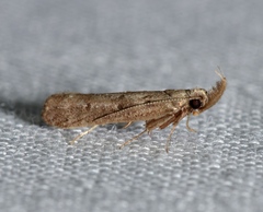Dichomeris inversella