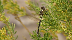 Gomphomacromia paradoxa