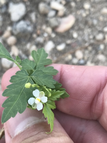 Cardiospermum halicacabum iNat (2)