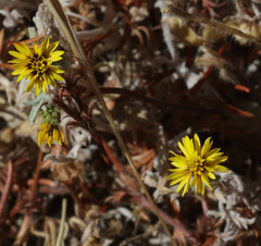 Lessingia tenuis
