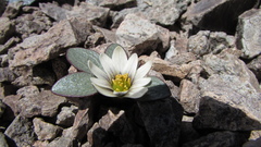 Knowltonia chilensis