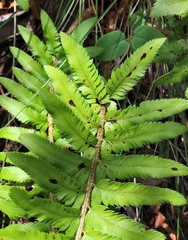 Polystichum californicum