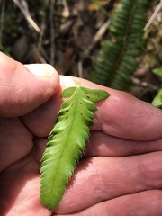 Polystichum californicum