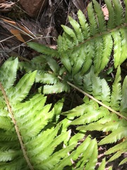 Polystichum californicum