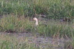 Asarcornis scutulata