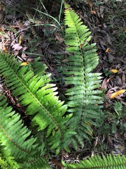 Polystichum californicum