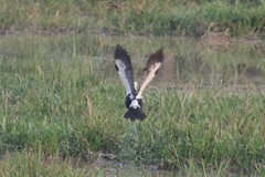 Asarcornis scutulata