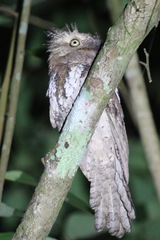 Batrachostomus cornutus