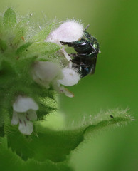 Stachys pycnantha