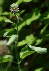 Stachys pycnantha
