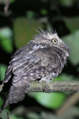 Batrachostomus cornutus