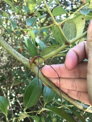 Smilax smallii