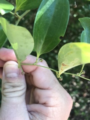 Smilax smallii