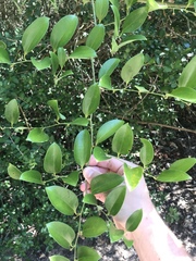 Smilax smallii