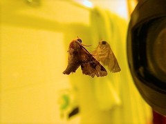 Targalla subocellata