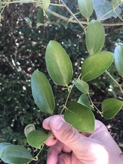 Smilax smallii