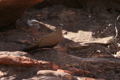 Petrophassa albipennis