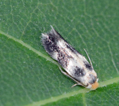 Ectoedemia