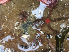 Ophiactoidea