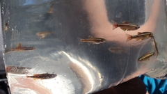 Tanichthys albonubes