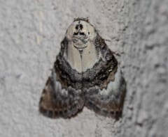 Acatapaustus leucospila