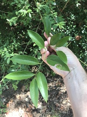 Smilax smallii