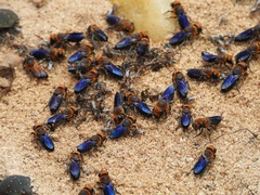 Callomegachile