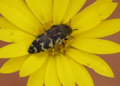 Acmaeodera mixta