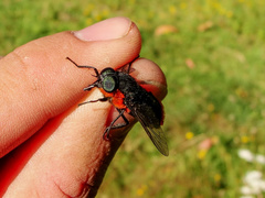 Osca lata