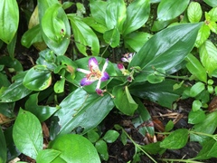 Tricyrtis lasiocarpa