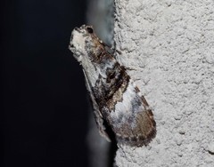 Acatapaustus leucospila